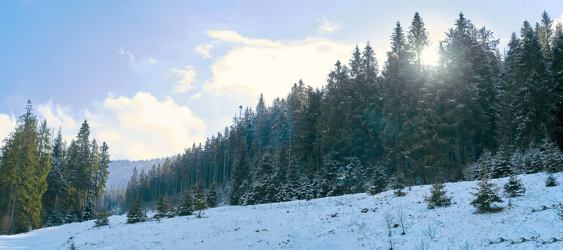coniferous forest in the mountains