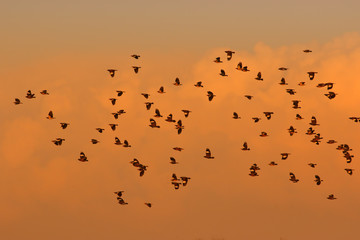 Beautiful birds in the sky at sunset time