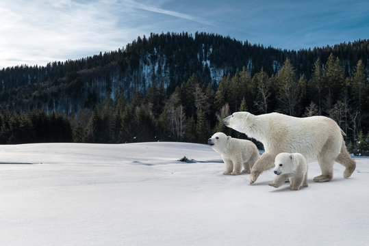 Eisbärfamilie im Schnee