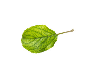 Apple leaves isolated on a white background. Leaf from an apple tree cut from background