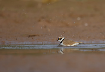 Little Ringed Plover - charadrius dubius