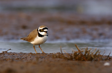 Little Ringed Plover - charadrius dubius