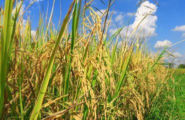 paddy rice field with blue sky