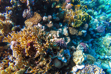 Fototapeta na wymiar red sea underwater coral reef