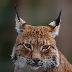 Acrylic prints Lynx Siberian lynx