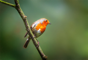 Robin in a tree