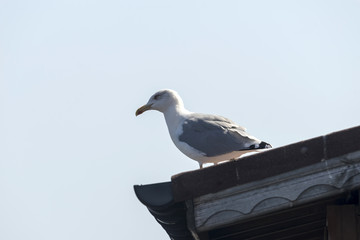 Seagull on the roof