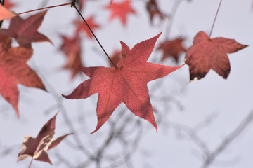 モミジバフウの紅葉