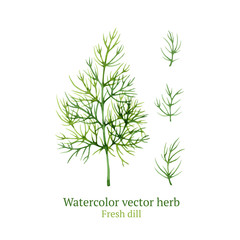 Watercolor vector dill