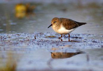 Temminck's Stint - Calidris temminckii