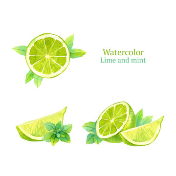 Watercolor vector lime and mint