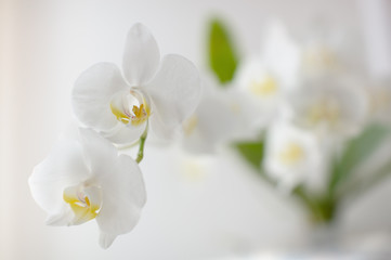 Fototapeta na wymiar Белая орхидея