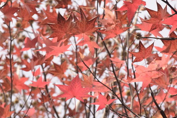 モミジバフウの紅葉