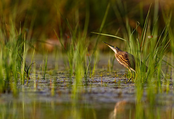 Indian Pond heron