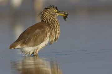 Indian Pond heron