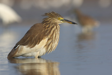 Obraz premium Indian Pond heron