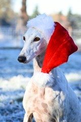 Greyhound mit roter Weihnachtsmütze