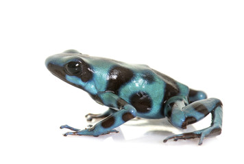 Dendrobates auratus celeste