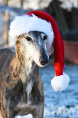 Galgo Espanol mit roter Weihnachsmütze