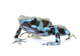 Dendrobates auratus celeste