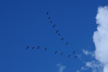 flock of birds flying a wedge in the blue sky