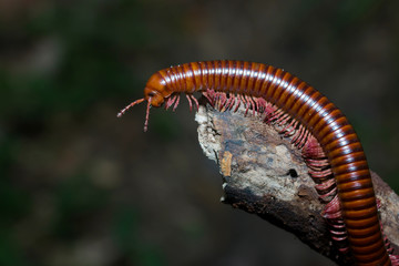 the millipede walking Out on a Limb
