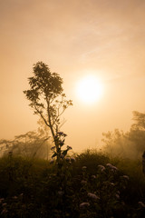 The first rays of the rising sun pass through the fog and Dew on Grass
