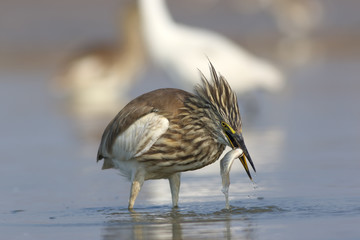 Indian Pond heron