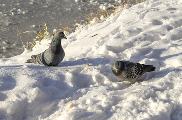 two doves on the background of fluffy snow
