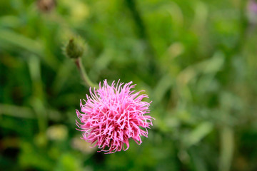 Flower closeup. The background is blurred