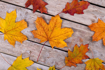 Naklejka na ściany i meble Oak and maple leaves on the old wooden background.