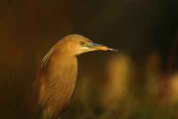 Indian Pond heron