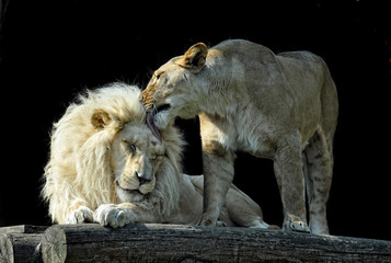 Südafrikanisches Löwenpaar