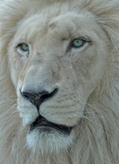 Weisser Südafrikanischer Löwe Portrait