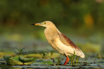 Indian Pond heron
