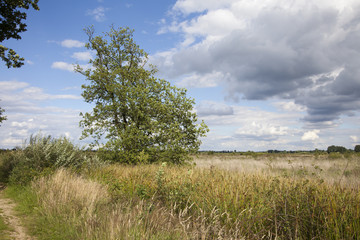 Obraz premium field landscape in summer blue sky