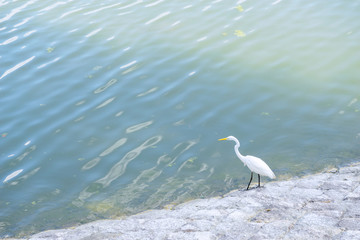 鳥