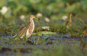 Indian pond heron in morning