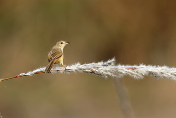 Plain Prinia 