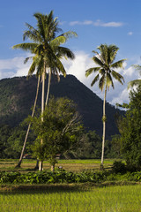 palm trees in rice field in laos