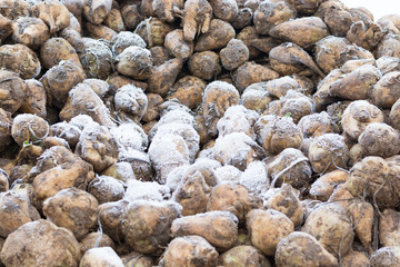 Zuckerrüben nach der Ernte im Winter