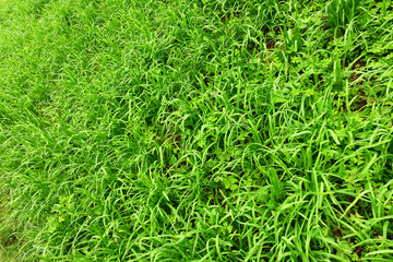 Wet green grass