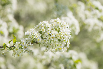 Nature in spring. Flowering tree in springtime. Close up of nature detail. Vibrant colorful natural background. Concept of new life, wonders of nature, growth and vitality.