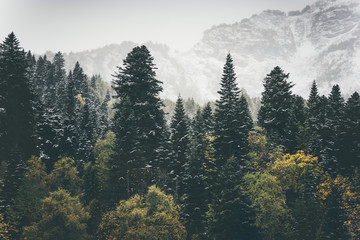 Coniferous Forest Landscape mountains on background Travel serene scenery moody weather autumn season - obrazy, fototapety, plakaty
