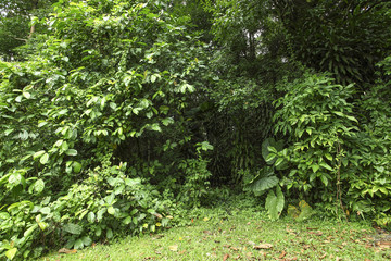 Beautiful summer landscape with green colors