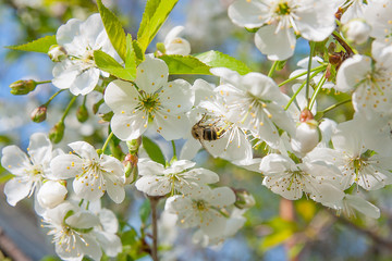 Bee collects nectar and pollen on a blossoming cherry tree branc