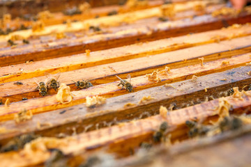 Close up view of the bees swarming on a honeycomb.