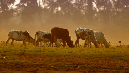 Fototapeta na wymiar Cow herd grazing at Sunset