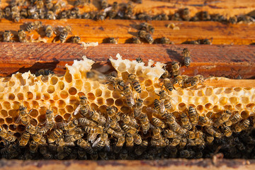 Close up view of the bees swarming on a honeycomb.