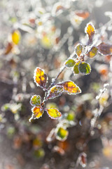 Leaves with morning frost